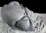 Enrolled Eldredgeops (Phacops) Trilobite - New York #50299-2